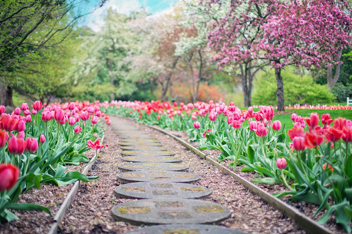A pathway of pink tulips