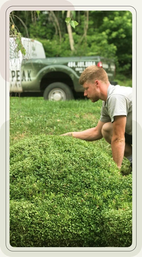 Man trimming a bush with a truck in the background