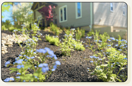 Garden of blue flowers 