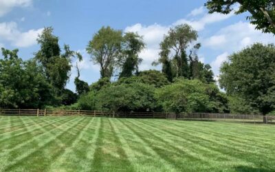 Lawn Care