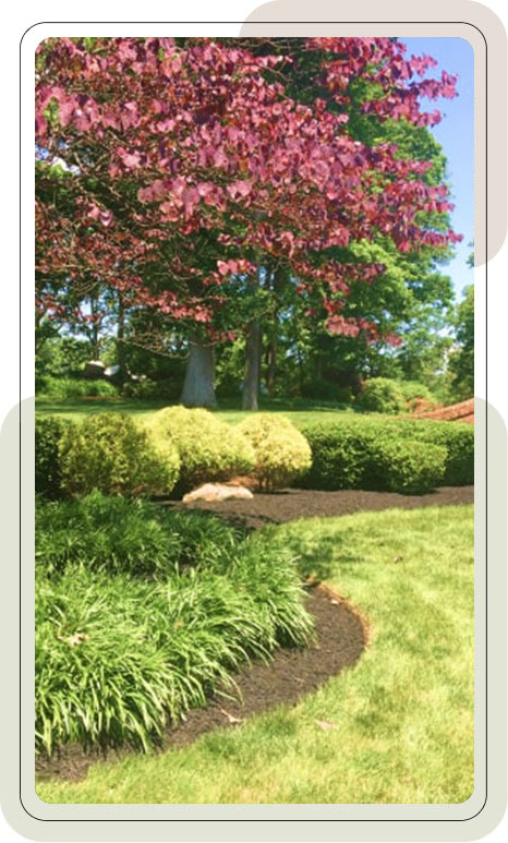 Man trimming a bush with a truck in the background