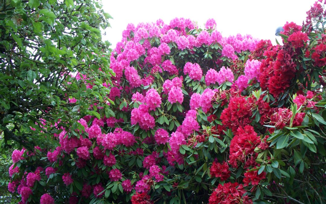 Your Rhododendrons & Azaleas Took Over. Now What?
